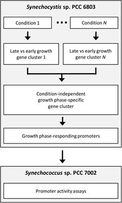 Environmental Regulation of PndbA600, an Auto-Inducible Promoter for Two-Stage Industrial Biotechnology in Cyanobacteria